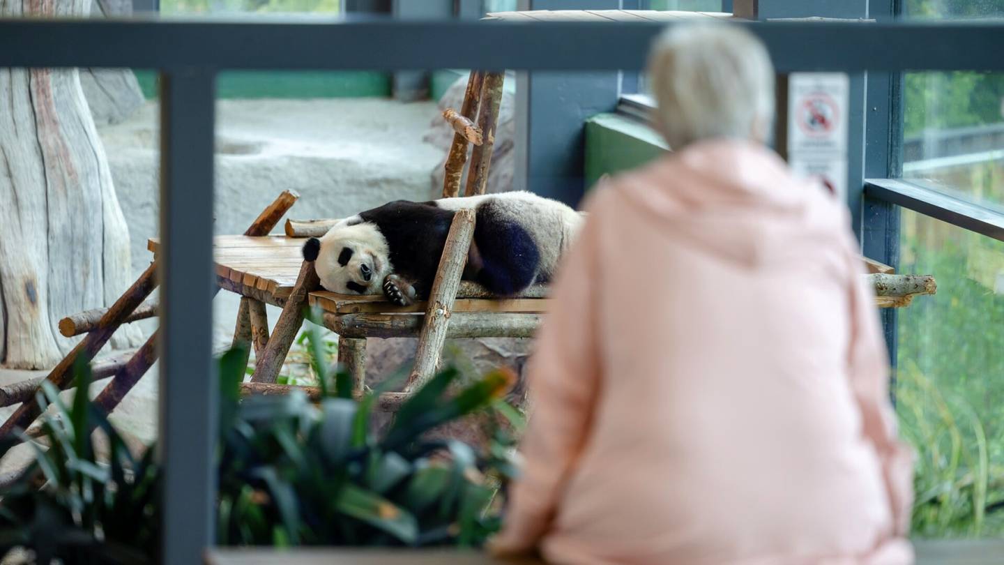 HS Ähtärissä | Lumi ja Pyry olivat riski, jonka uhat ovat nyt toteutumassa – Eläinpuisto vaikenee pandojen tulevaisuudesta
