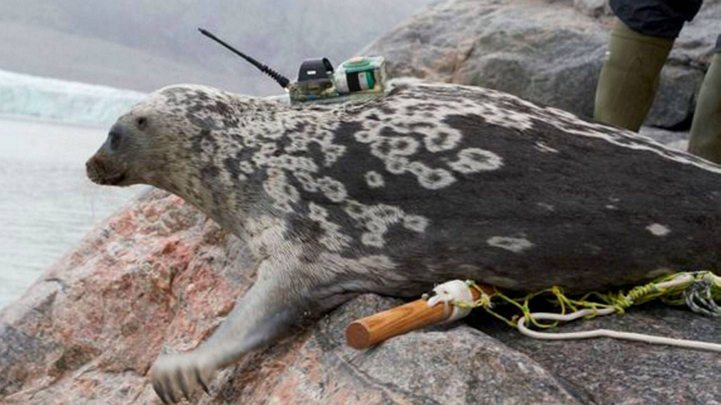 Norpat | Tutkijat löysivät Grönlannista uuden­laisen norpan
