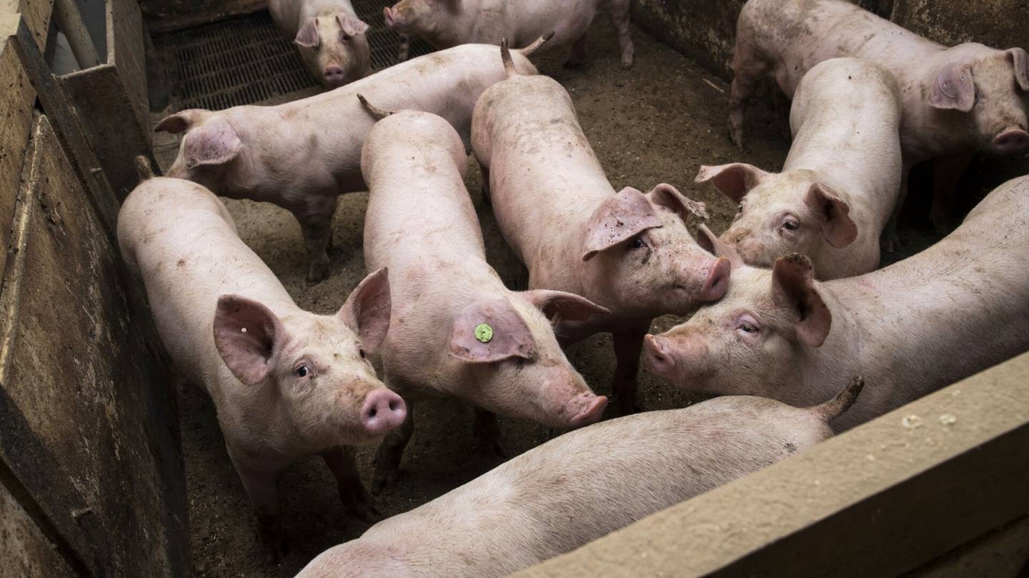 Vienti | Turvallisuudesta huolestuneet vietnamilaiset haluavat Suomen lihaa, uskoo vienti­johtaja