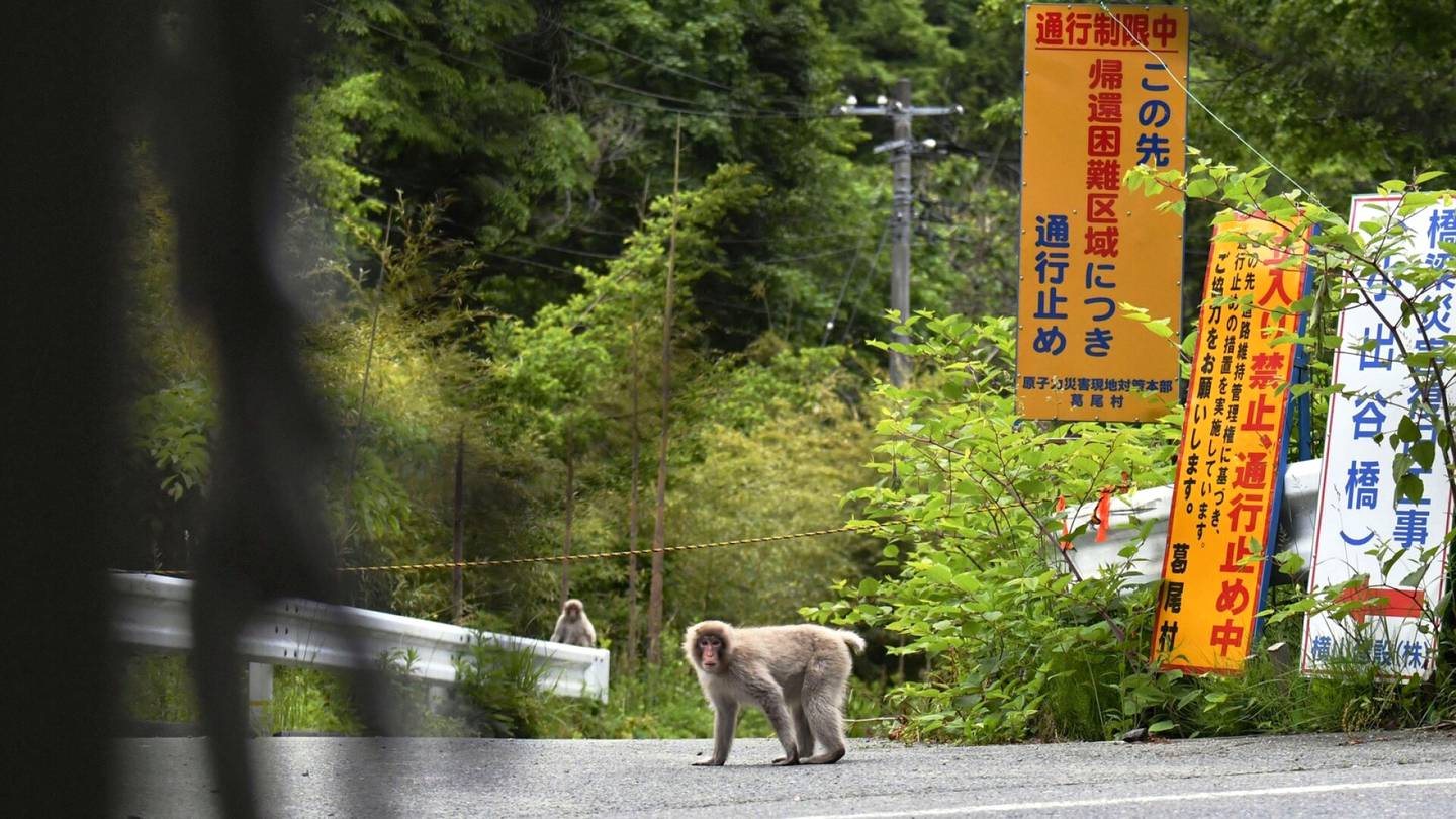 Japani | Fukushimaa asuttavista villieläimistä tuli alueen jälleenrakentajille riesa