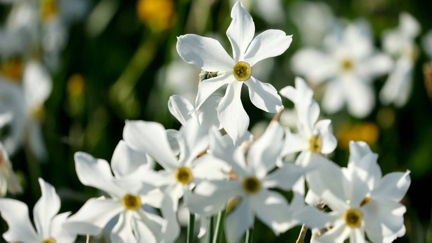 Luonto | Valkoiset narsissit levittäytyvät rinne­niityille kuin lumi pikku­kylässä Sveitsissä – Video näyttää kukka­loiston