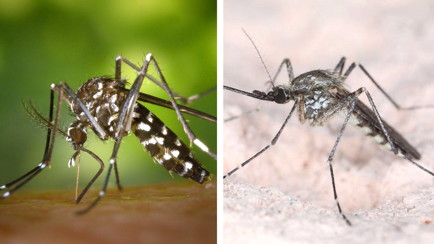 Hyttyset | Denguen levittäjä on voinut ehtiä Suomeenkin – Näin erotat sen tutusta inisijästä