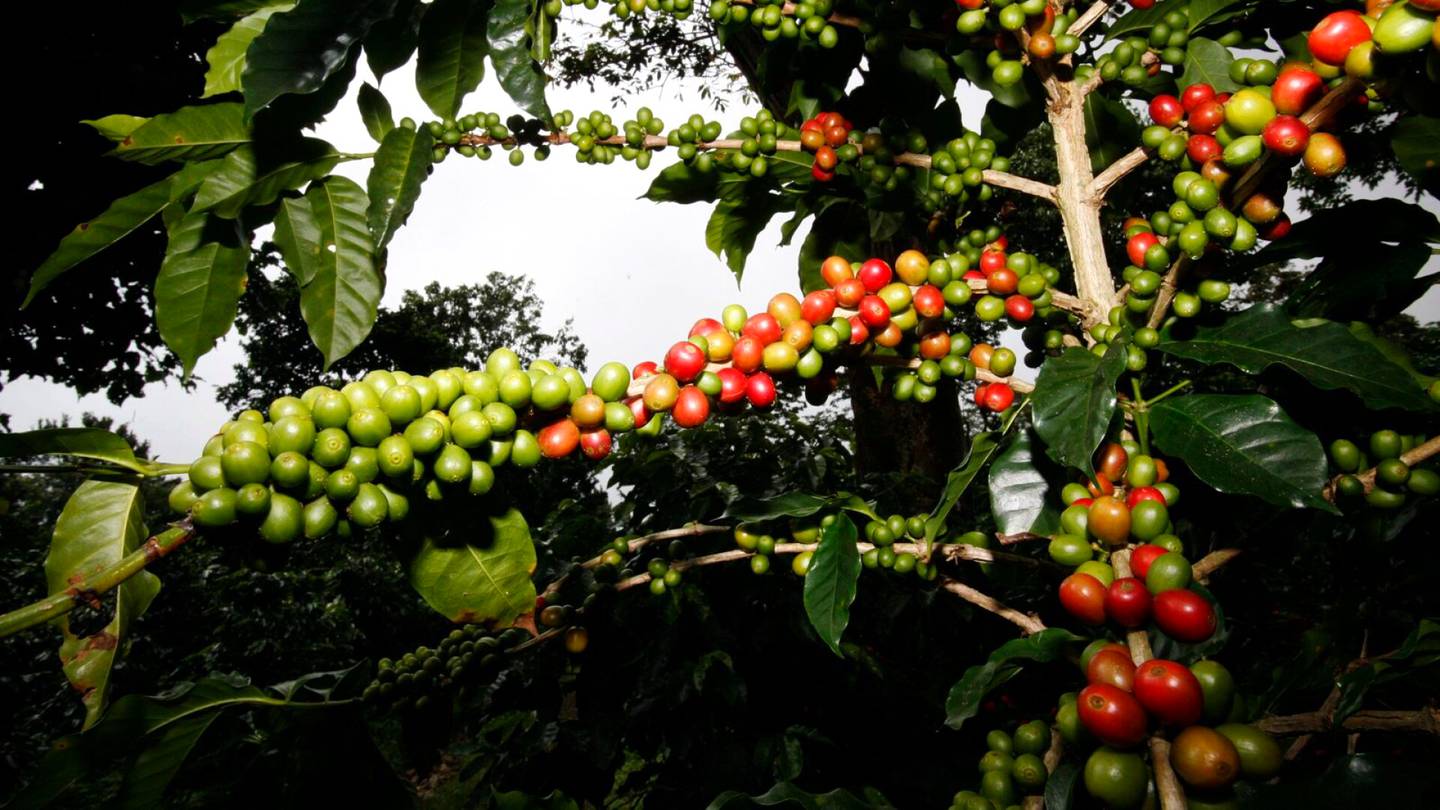 Ruoka | Ääriolot koettelevat kahvin­viljelymaita, ja se nostaa hintoja Suomessakin – suomalais­yhtiön ilmastohanke pyrkii huolehtimaan kahvin saatavuudesta myös jatkossa