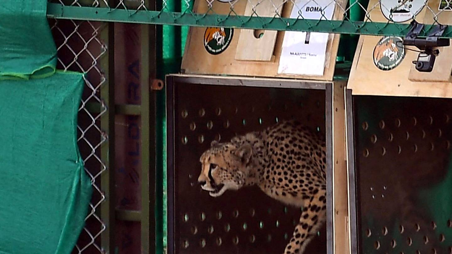 Eläimet | Parittelu­kumppani surmasi Afrikasta tuodun gepardin Intiassa