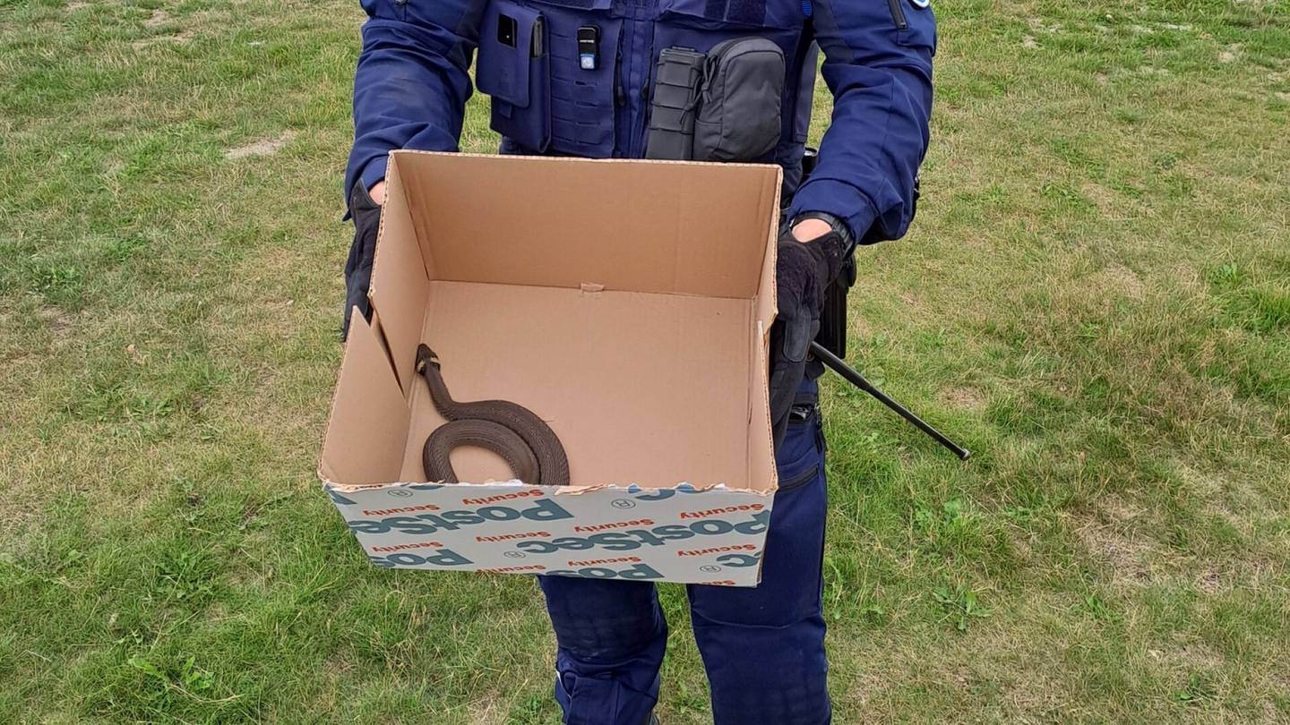 Eläimet | Helsingin poliisi siirsi Ullanlinnaan eksyneen rantakäärmeen takaisin luontoon