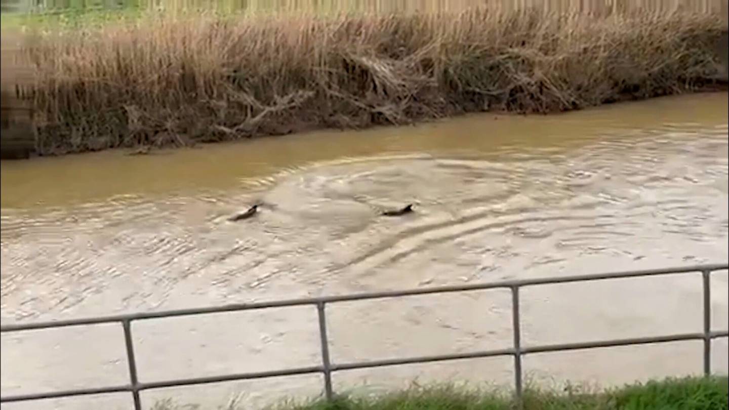 Video | Kolme delfiiniä havaittiin uimassa joessa Britanniassa