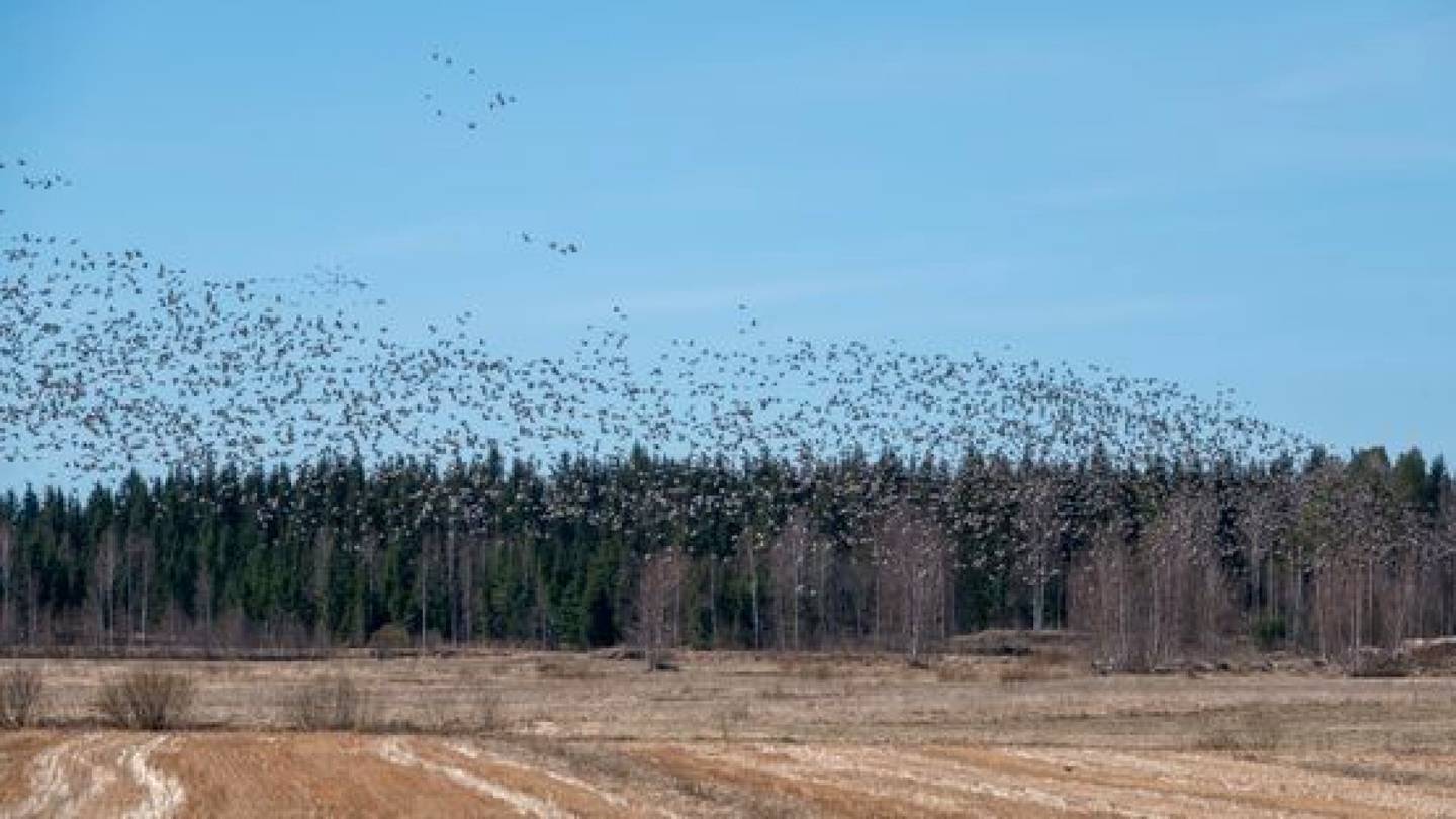 Luonto | Lintu­ryntäys Porvoon edustalla: Maanantaina liikkeellä oli lähes 400 000 ­hanhea