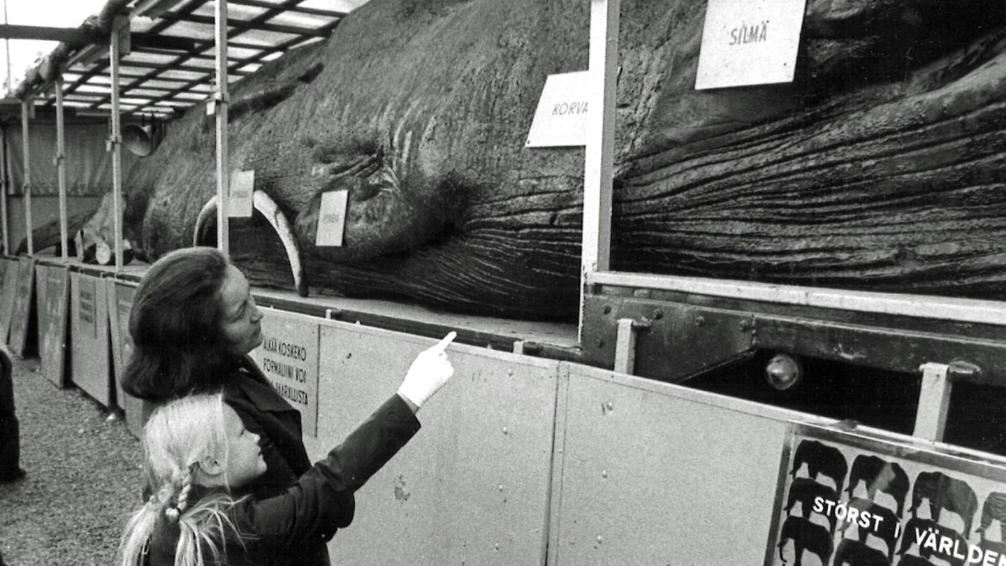 Eläimet | Jättivalas hämmästytti Helsingissä 50 vuotta sitten