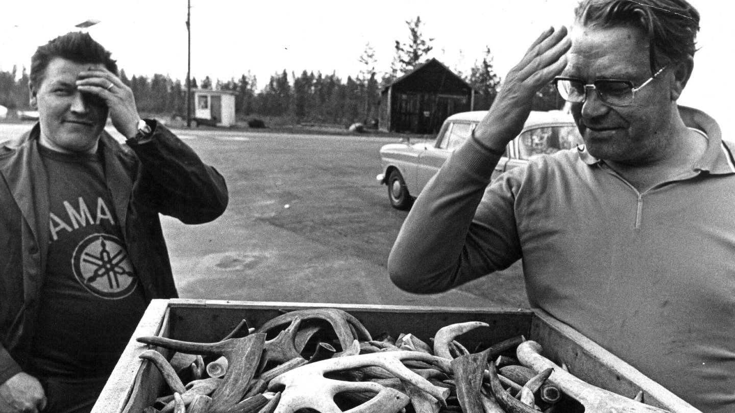 HS 50 vuotta sitten 15.6.1974 | Sarvesta miestä... Japanilaiset ostavat poronsarvia ”lemmenlääkkeeksi”
