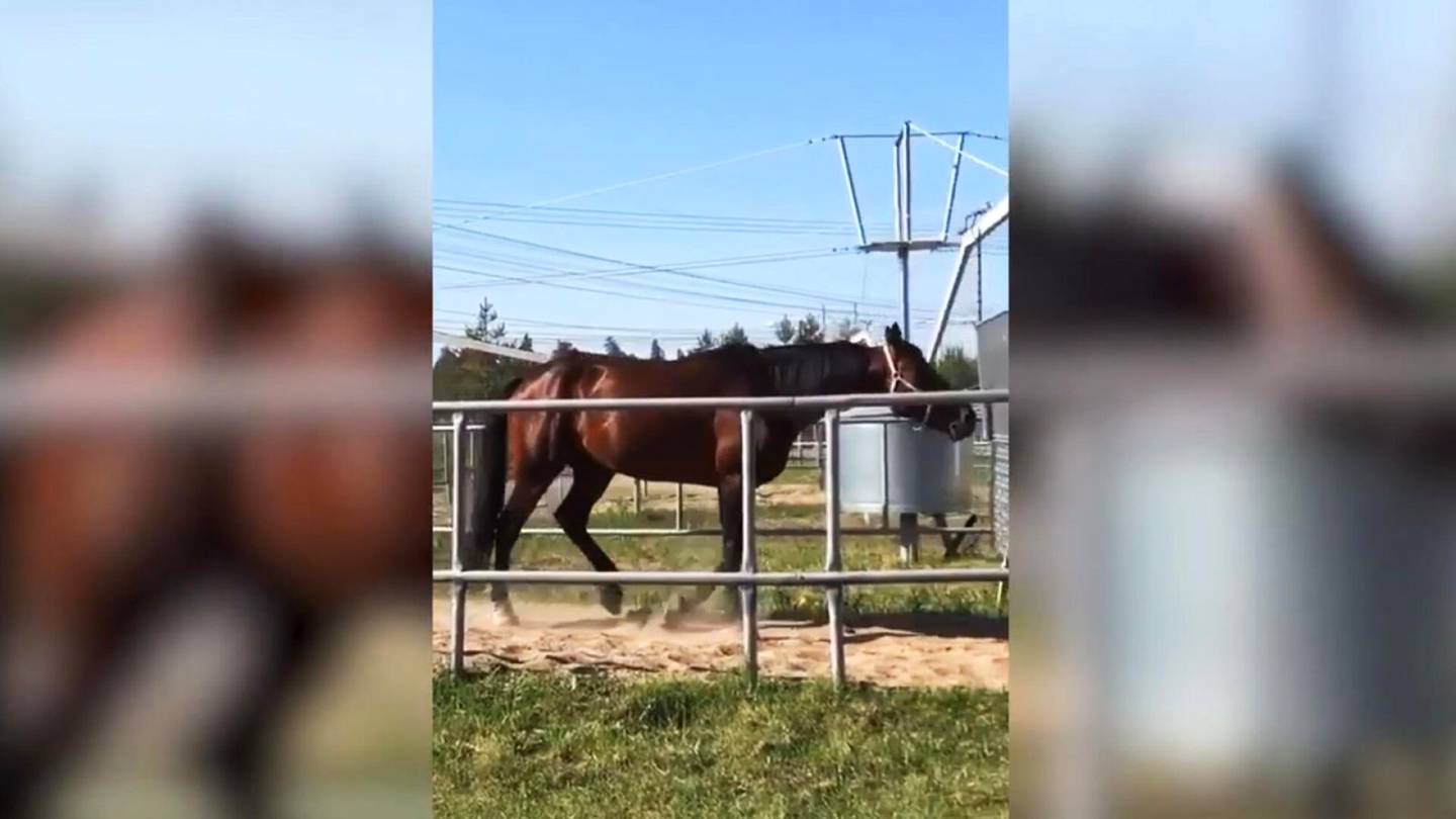 Eläinsuojelu | Video näyttää, miten ontuva hevonen pakotetaan kävelemään kävelykoneessa – Eläinlääkäri: ”Ahdistaa katsoa tätä videota”