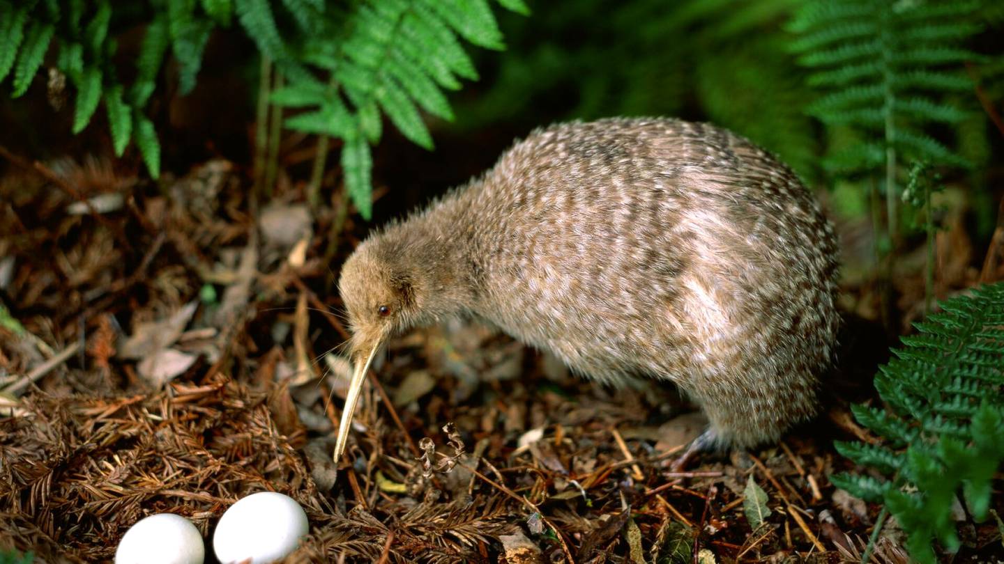 Uusi-Seelanti | Uusi-Seelanti pyrkii hävittämään pedot saareltaan historiallisessa hankkeessa suojellakseen harvinaisia eläimiä