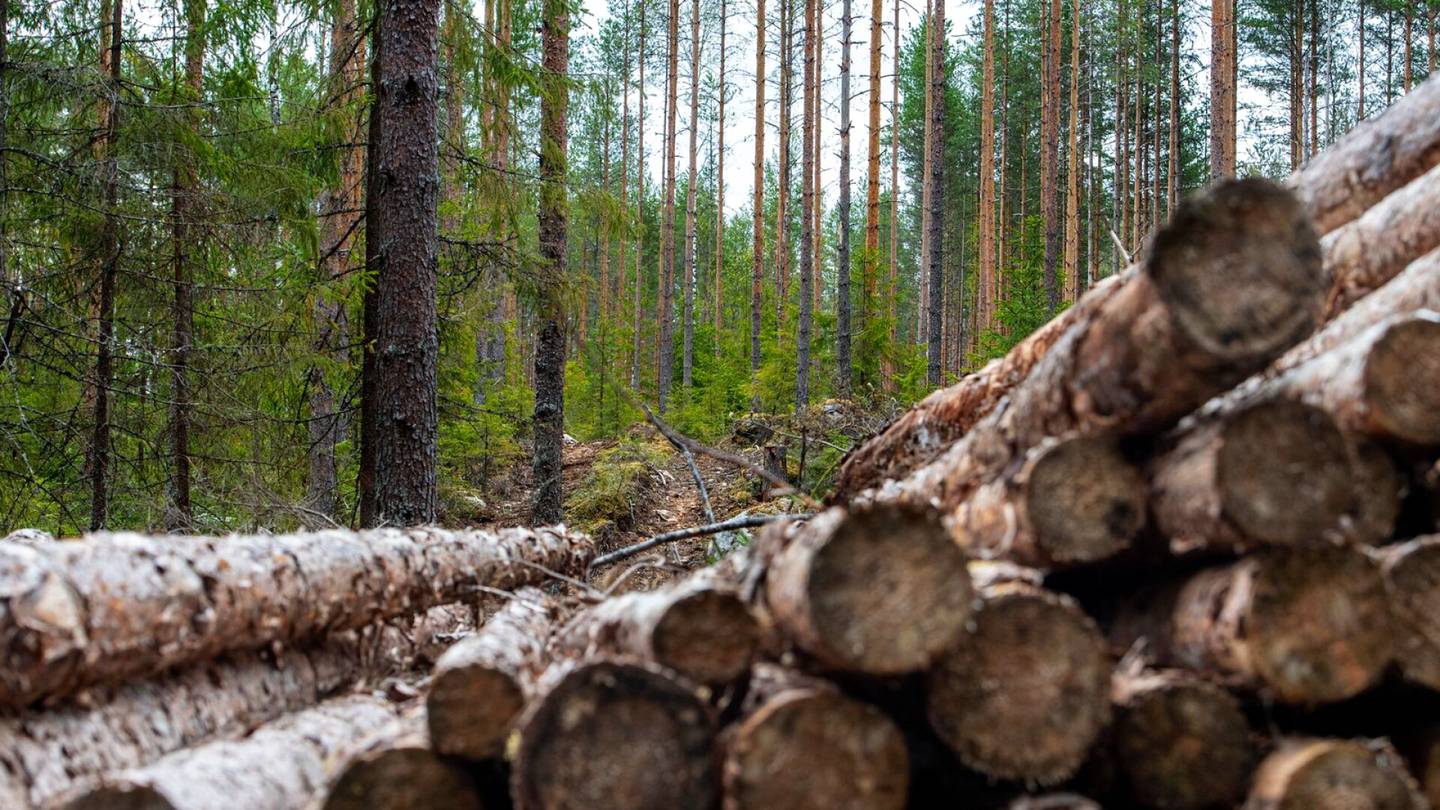 Hallitus | Riita metsien laajasta lisä­suojelusta uhkaa vyöryä poikkeukselliseen äänestykseen – ”Harvinaista”