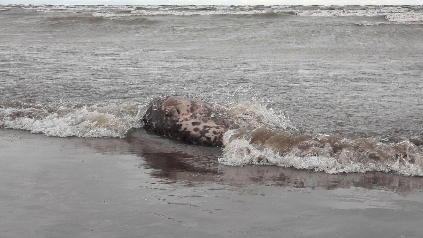 Luonto | Kaspianmerellä kuolleiden uhan­alaisten hylkeiden määrä nousi 2 500:een
