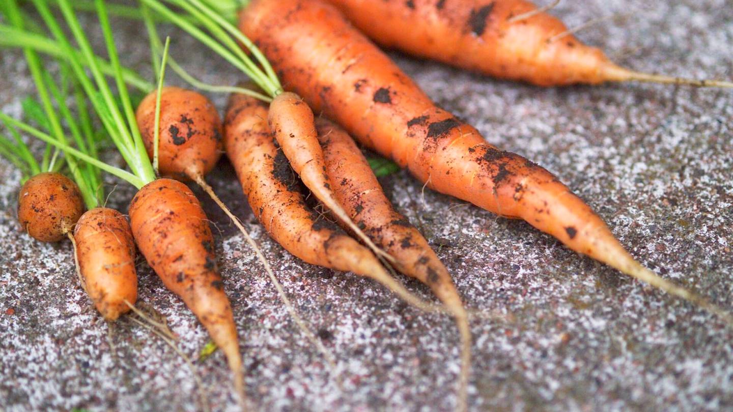 Ravitsemus | Porkkana on syytä huuhdella vielä kuorimisen jälkeen – Asiantuntija kertoo tärkeimmät periaatteet vihannesten pesemisestä