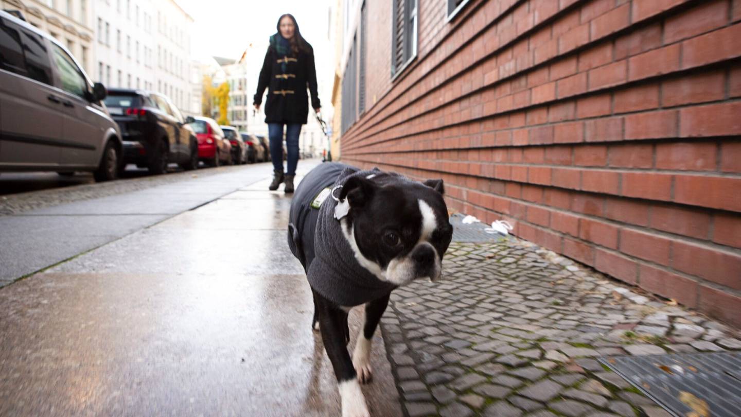 Koirat | ”5000 euron löytöpalkkio, Oskar edelleen kateissa” – Suomalaista koiran­­omistajaa pelotti aluksi Berliinin koirien hihnattomuus, mutta sitten hän ihastui