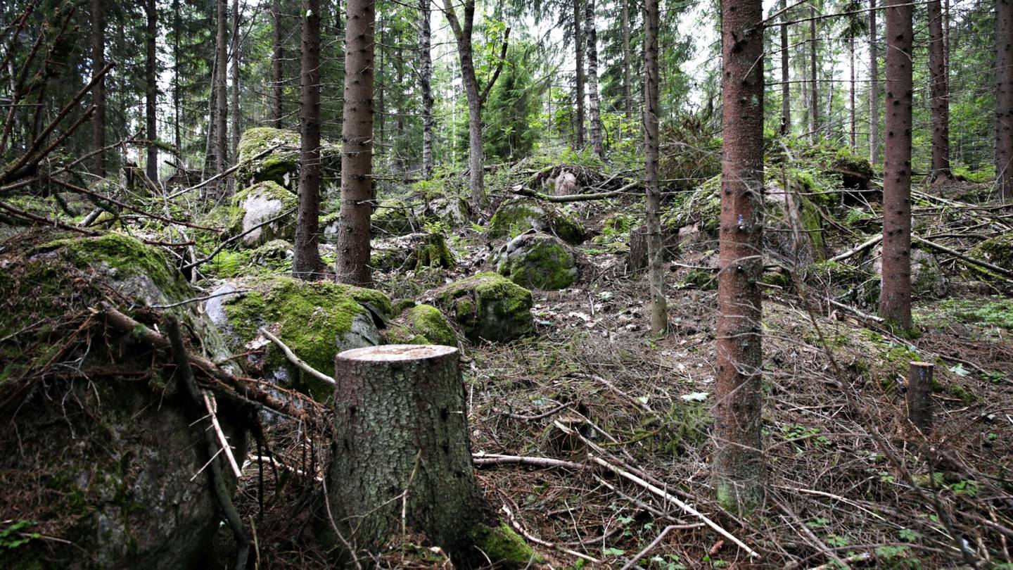 Lukijan mielipide | Jatkuva kasvatus on kestävä tapa hoitaa metsää