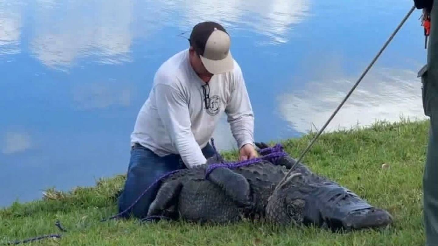 Yhdysvallat | Alligaattori tappoi iäkkään naisen Floridassa