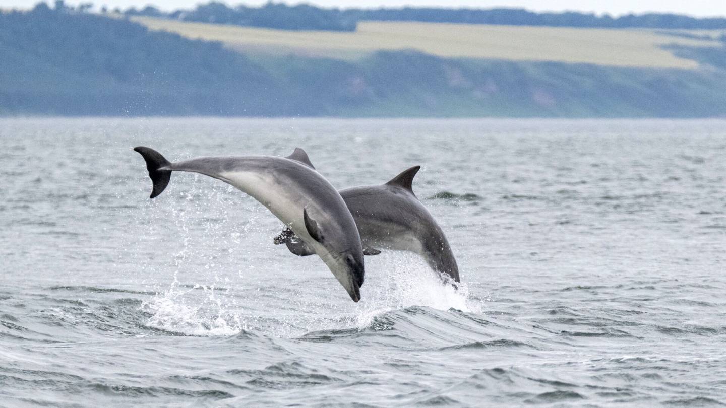 Biologia | Merten rannoille ajautuu delfiini­parvia, ja selitys voi löytyä eläinten dementia­oireista