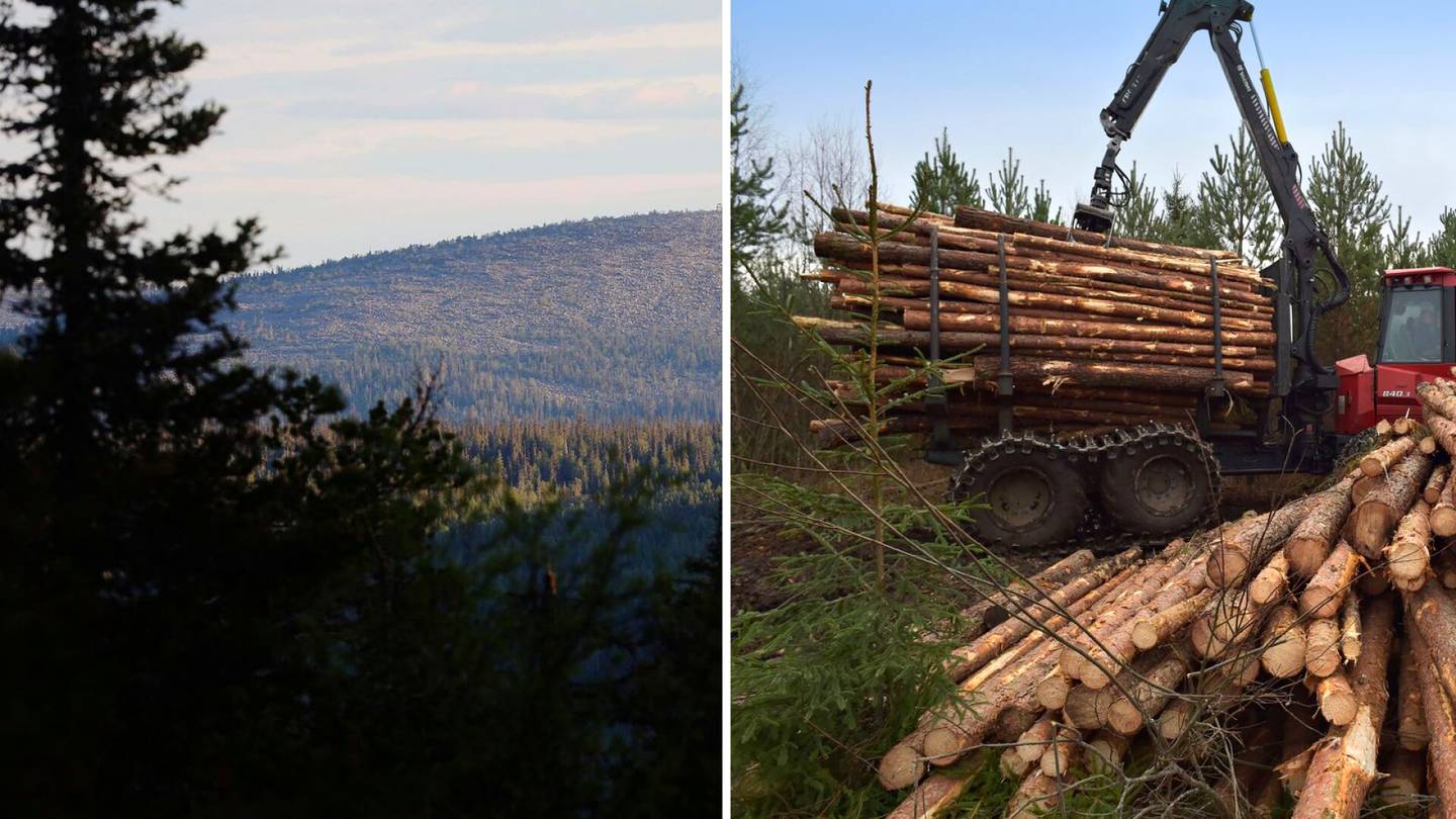 HS Ympäristö | Kysely: Valtaosa suomalaisista painottaisi metsien käytössä luontoarvoja eikä työ­paikkoja