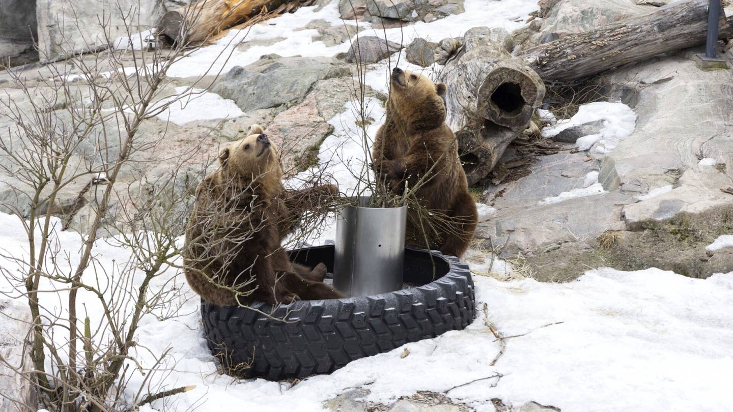 Eläimet | Korkeasaaren karhut heräsivät talviunilta – Unet jäivät poikkeuksellisen lyhyiksi