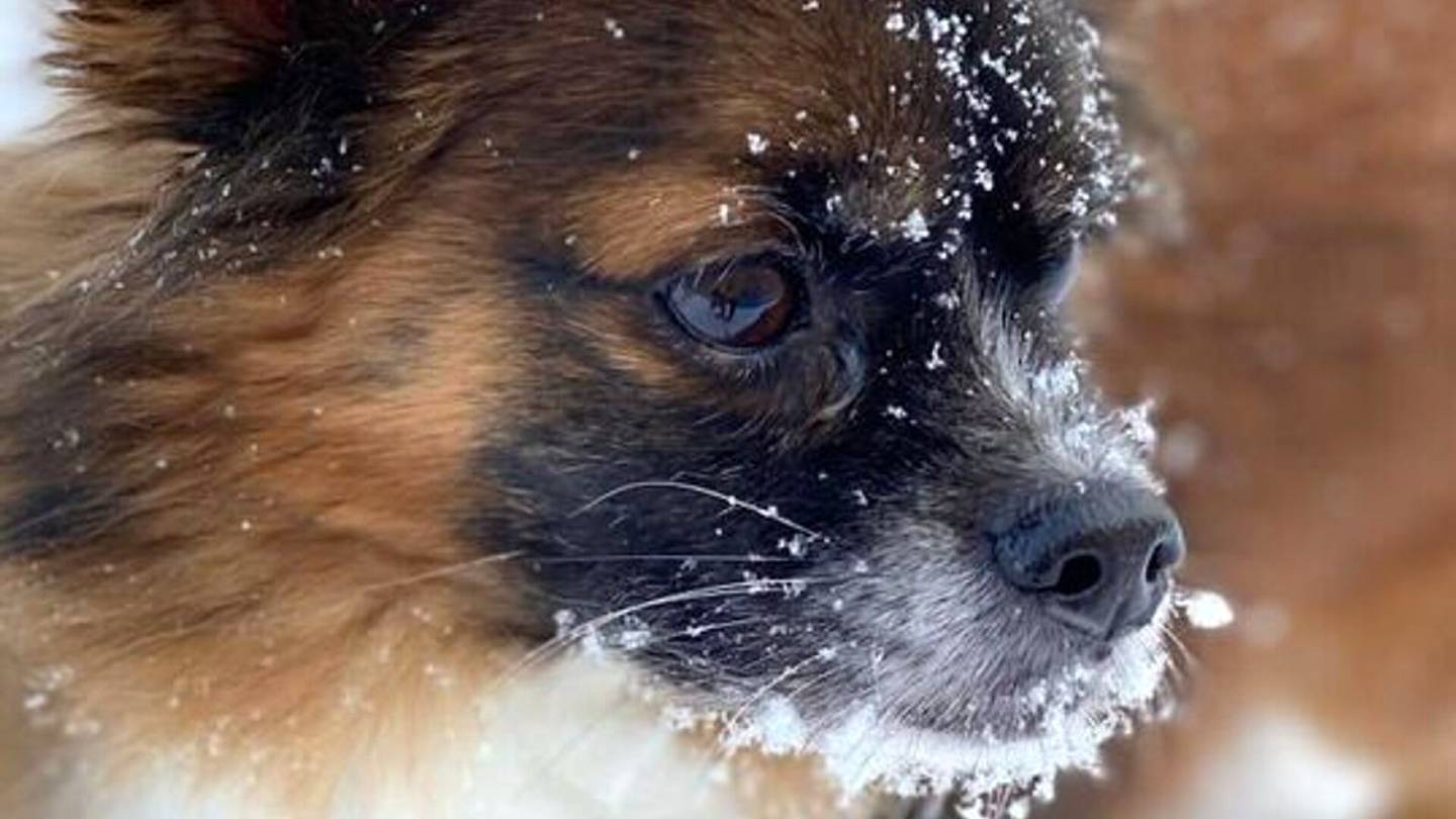 HS Helsinki | Raju hyökkäys koira­puistossa: corgi tappoi rescue-koiran Lautta­­saaressa