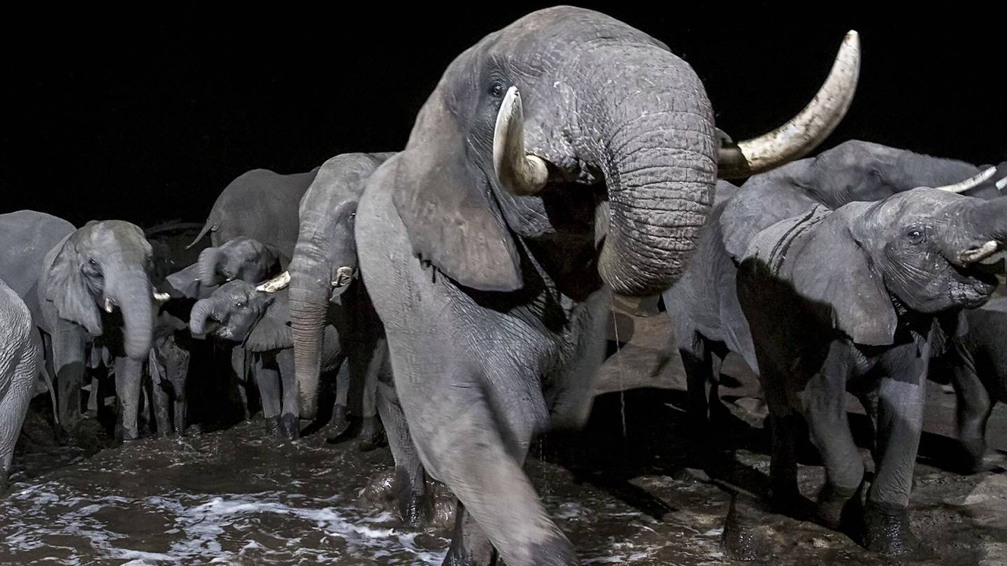 Eläimet | Botswana uhkaa lähettää 20 000 elefanttia Saksaan