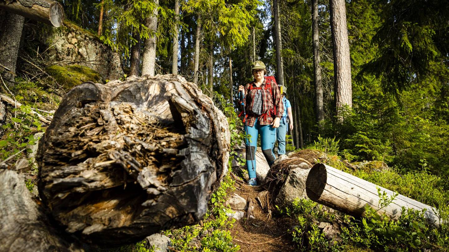 Vanhat metsät | Suojeltaville metsille esitetään vaatimuksia, jollaisia ei löydy edes kansallispuistoista
