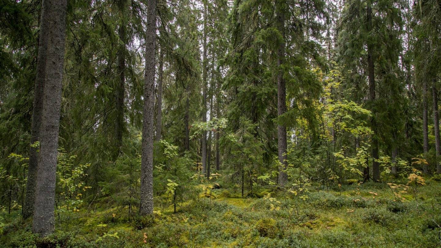 Metsien hiilinielu | Tutkimus: Vaikka kaikki hakkuut lopetettaisiin, maailman metsien hiilensidonta ei kasvaisi merkittävästi