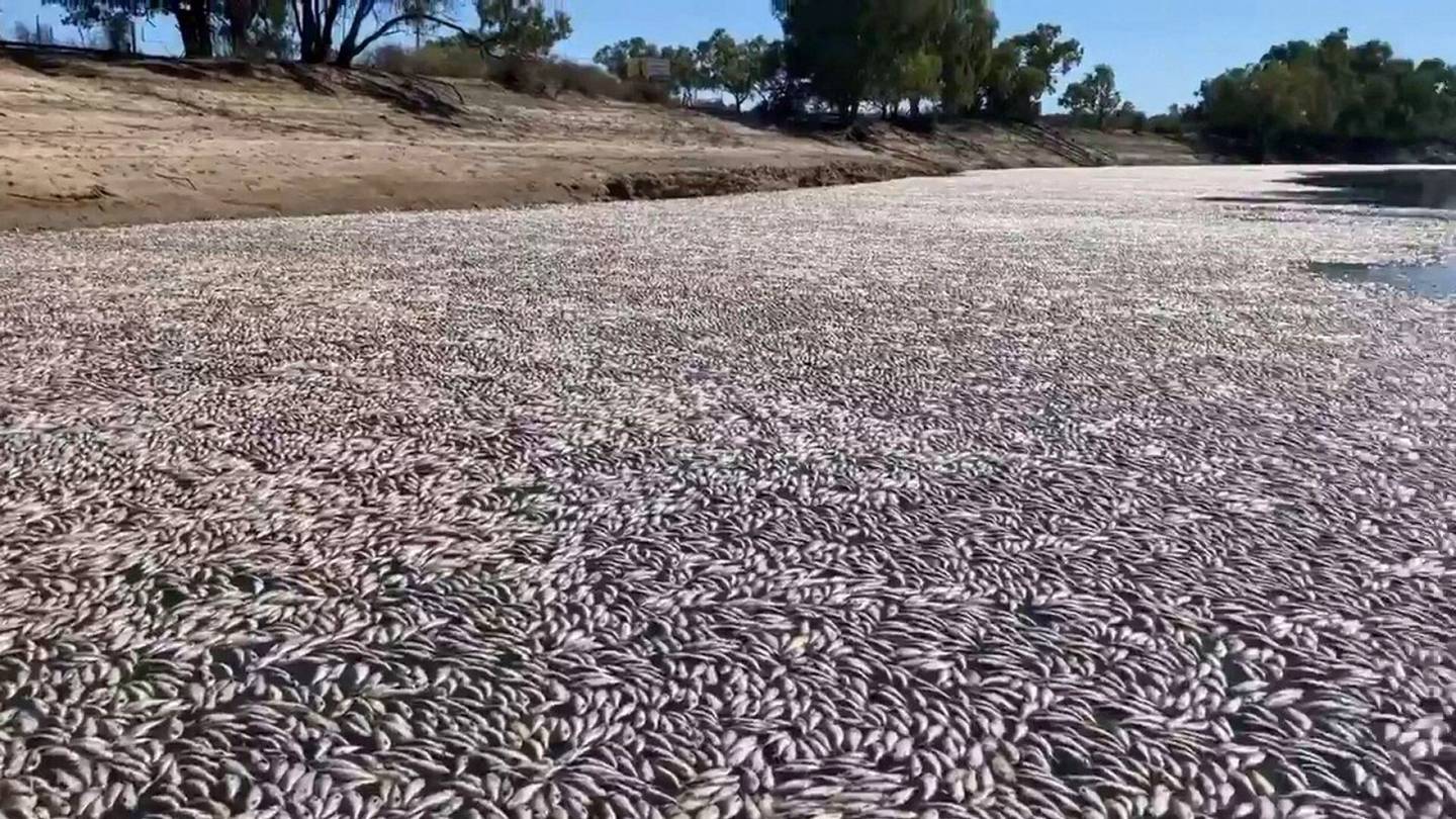 HS Ympäristö | Video: Miljoonia helteeseen kuolleita kaloja kelluu joessa Australiassa