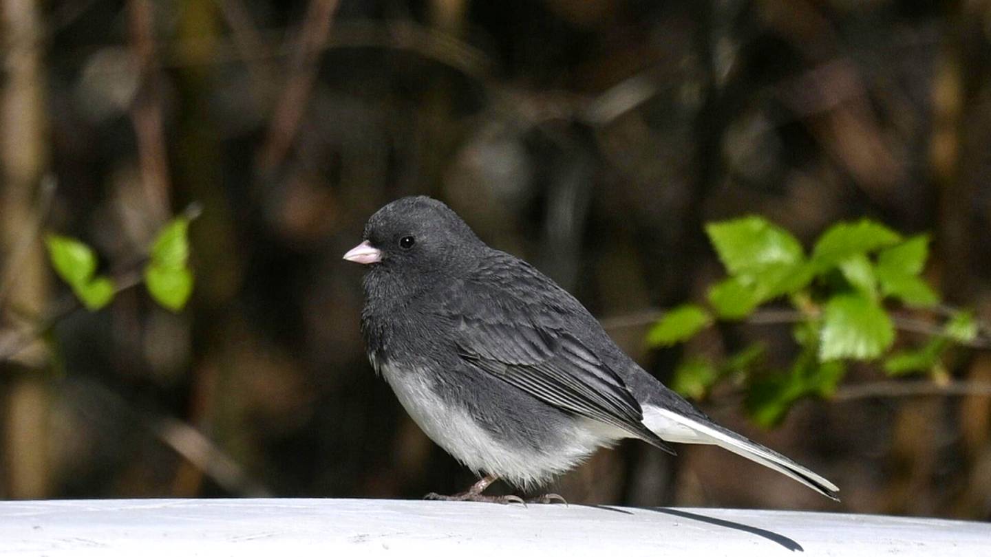 Linnut | Suomessa on havaittu kaksi uutta lintu­lajia, kertoo BirdLife Suomi