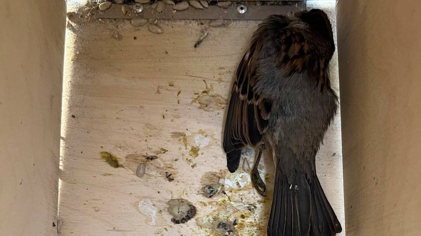 Linnut | Uhanalainen lintu kuoli pyydykseen Helsingin rautatieasemalla – Näin VR selittää