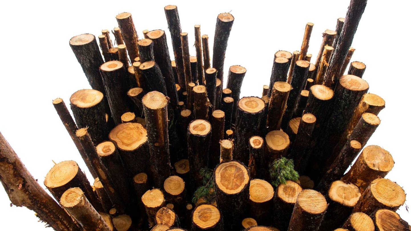 Metsäteollisuus | PTT ennakoi vilkasta puukauppaa ensi vuodelle – tukin hinta laskee, mutta kuitupuu kallistuu