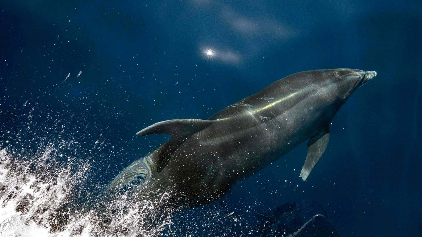 Brasilia | Amazonin alueella käynnissä delfiinien joukko­kuolema