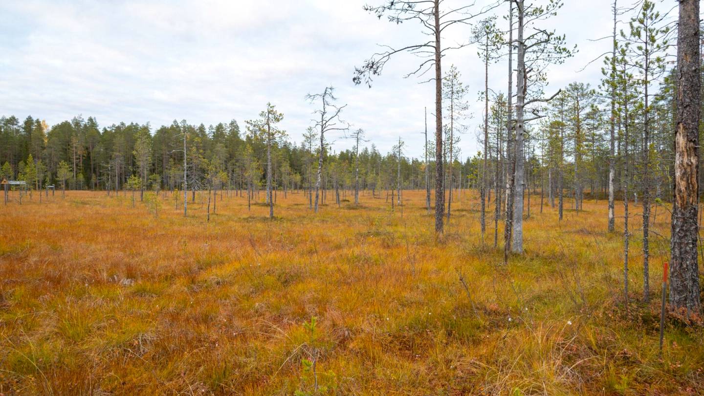 Ympäristö | Suomalaiset kuuluvat globaaliin kärkeen luonnon­varojen kulutuksessa, kertoo tuore raportti