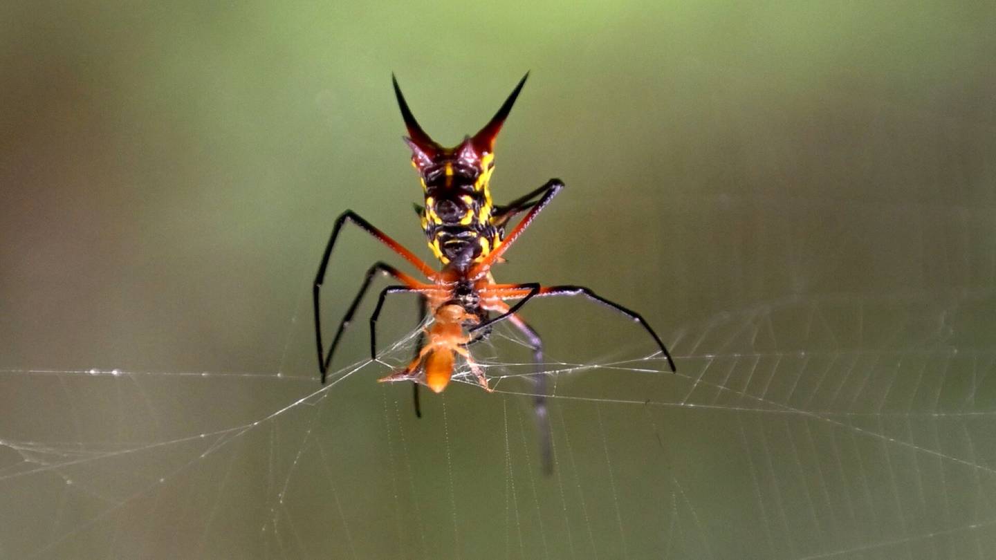 Akustiikka | Hämähäkit kuulevat seiteillään – uudet havainnot voivat auttaa mikrofonien kehityksessä