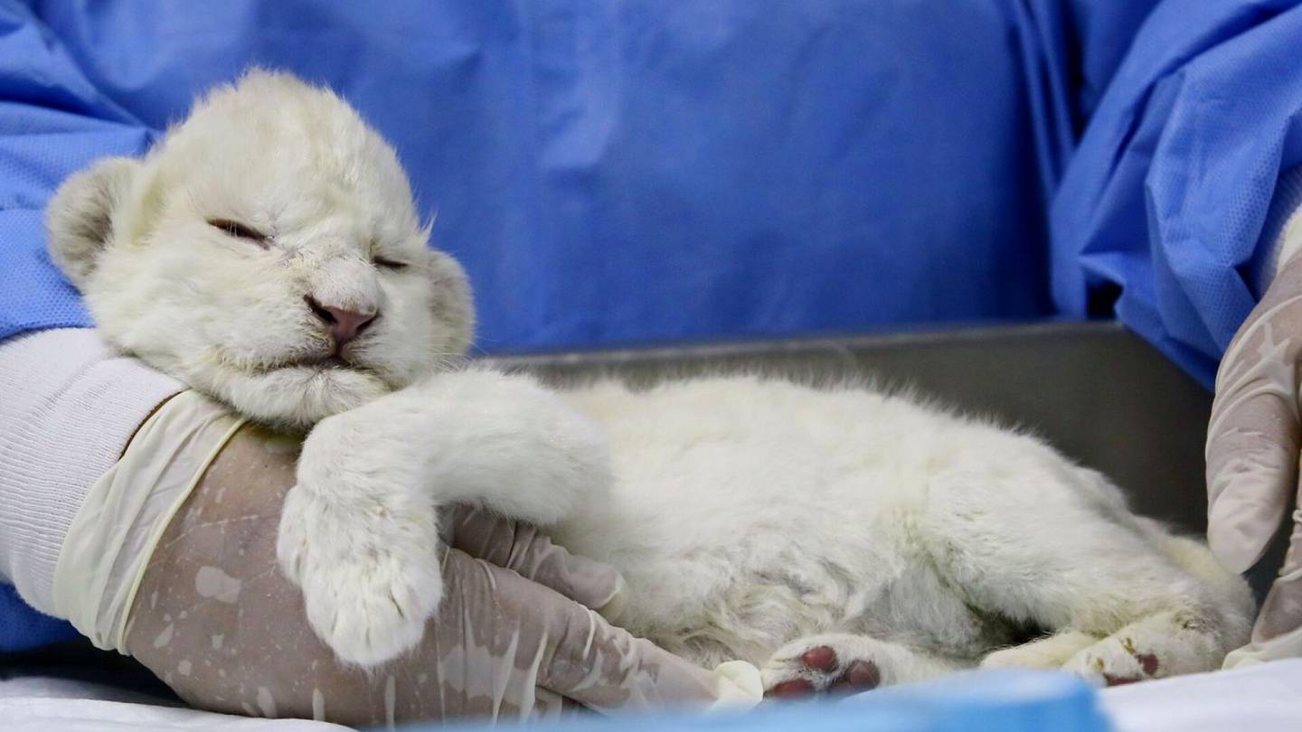 Venezuela | Kolme valkoista leijonan­pentua syntyi eläin­tarhassa