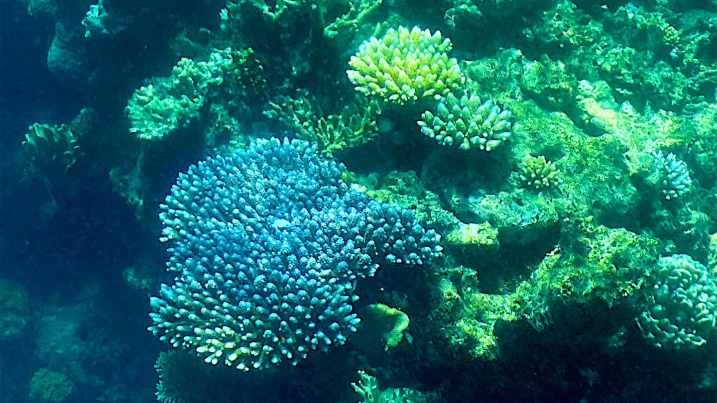 Australia | Korallit haalistuvat Isolla valli­riutalla