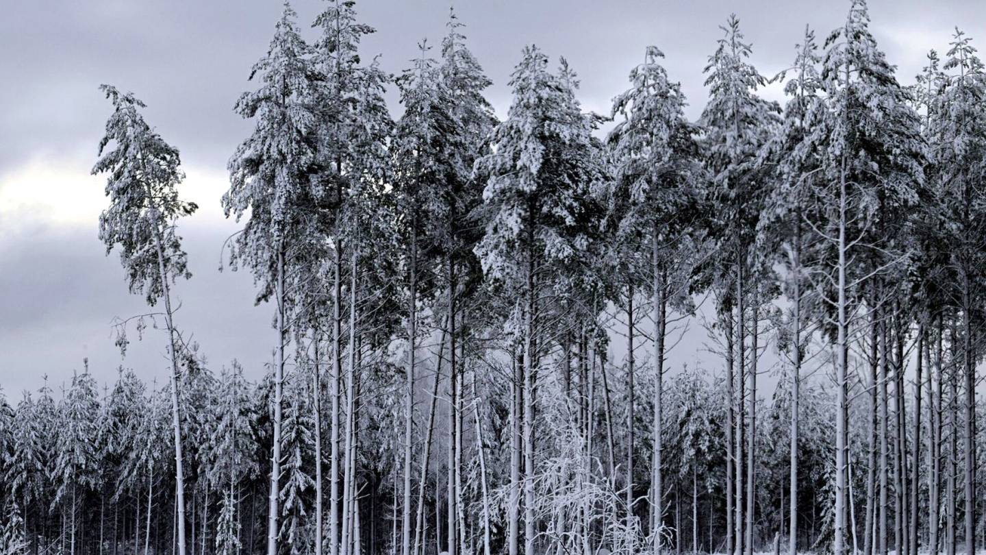 Ympäristö | Suomi tarvitsee luontolain, ehdottavat kestävyystutkijat