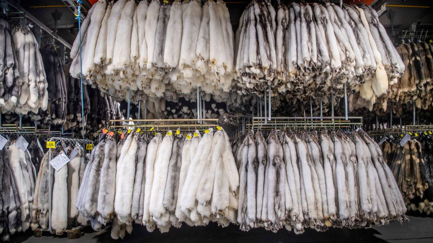 Turkisala | Saga Fursin myymien minkin­nahkojen määrä kasvoi 40 prosenttia viime tili­kaudesta
