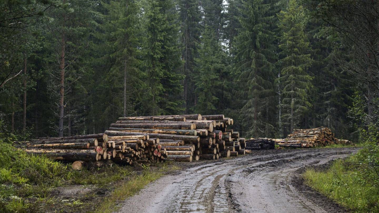 Metsätalous | Metsiä on hakattu liikaa suuressa osassa Suomessa