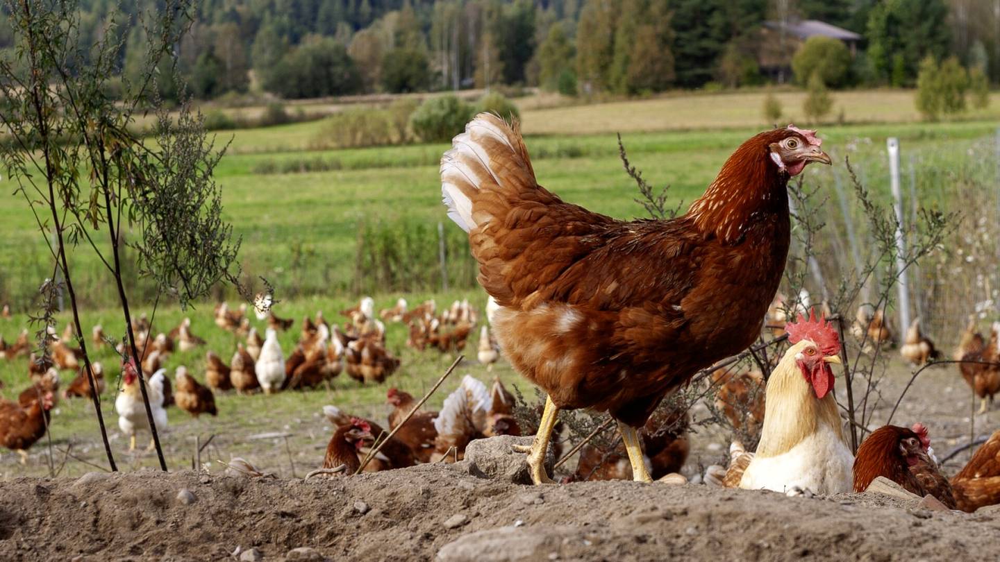 Salmonella | Virheellinen tauti­epäily aiheutti luomu­kanalalle miljoona­vahingot – yli 4 000 kanaa tapettiin turhaan