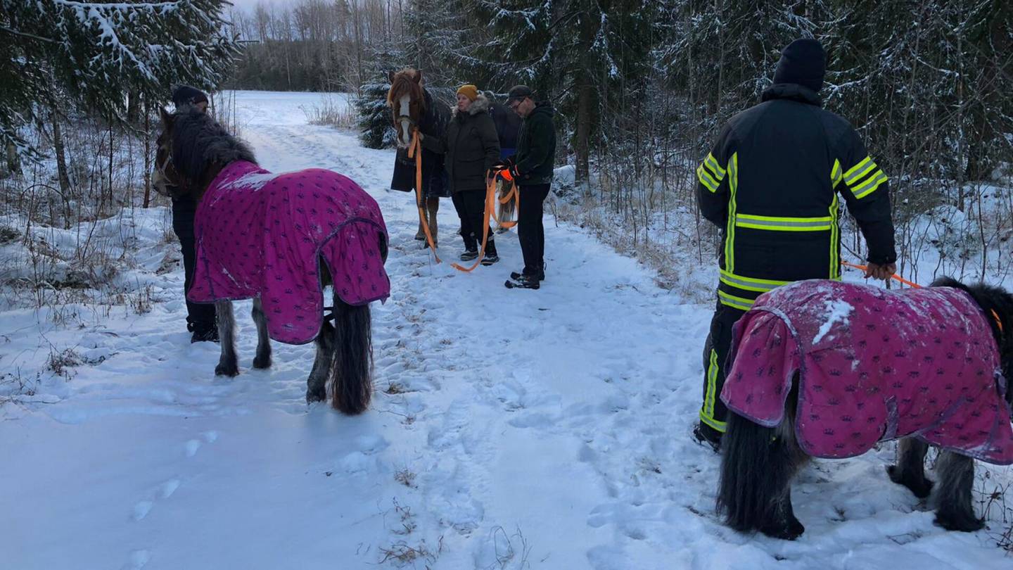 Pelastustehtävät | Kolme hevosta lähti karkuteille Loviisassa, löydettiin pakkasyön jälkeen vapaapalokunnan lämpökameran avulla – ”Pääsivät jouluksi kotiin”