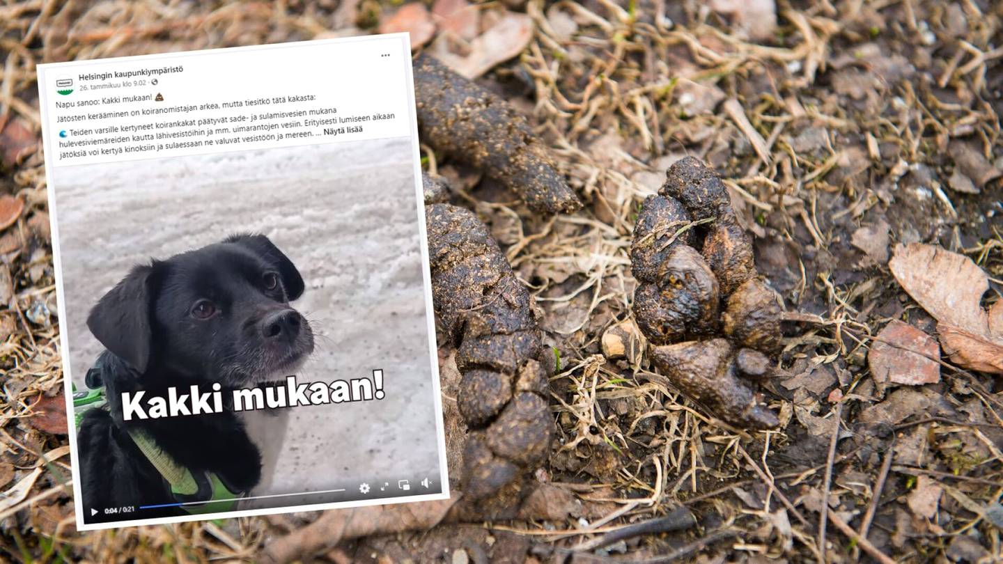 Koirat | ”Kakki mukaan!” – Helsingin humoristiset videot muistuttavat koiranomistajia tärkeästä asiasta