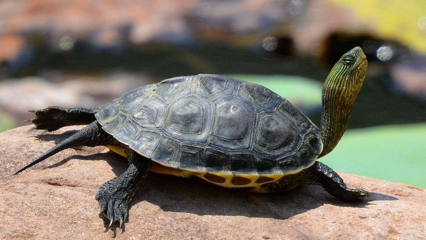 Malesia | Poliisi pidätti kuusi ”ninja­kilpi­konnaa” ja taka­varikoi 200 kilpi­konnaa