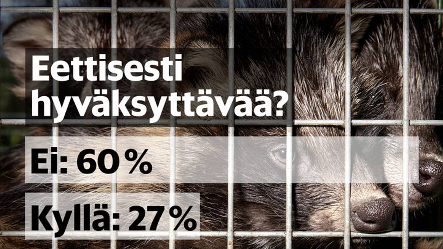 HS-gallup | Enemmistö suomalaisista pitää turkistarhausta epäeettisenä, lähes puolet kieltäisi sen