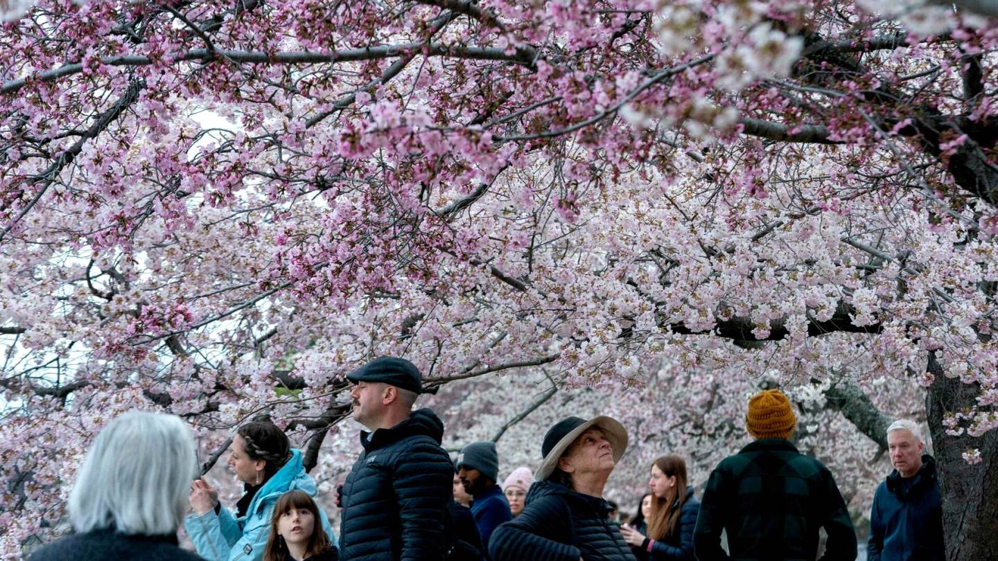 Suora lähetys | Kirsikan­kukat kukkivat Washingtonissa – Suora lähetys kukka­loistosta noin kello 21