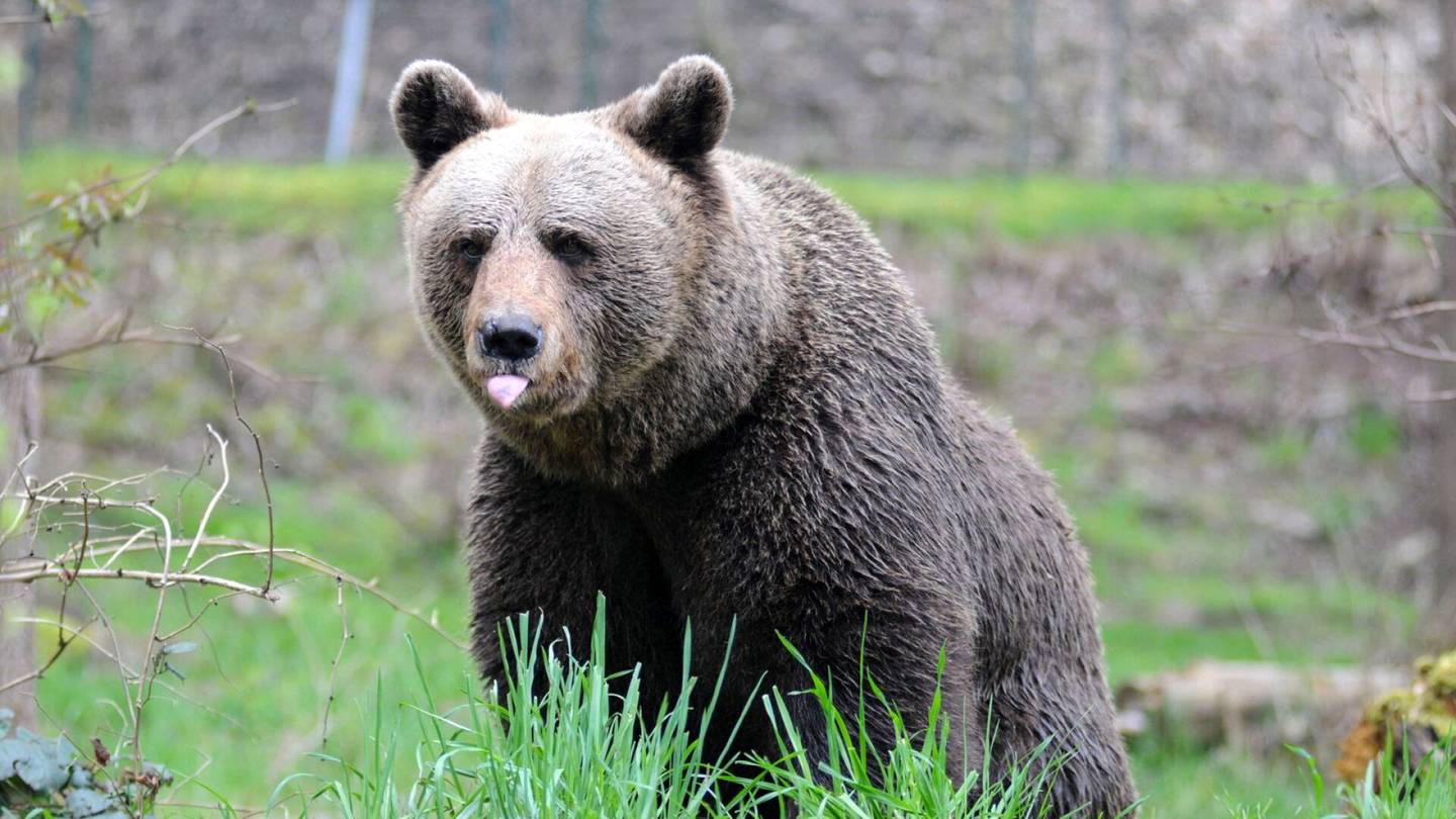 Italia | Lenkkeilijän taposta kiinni otettu karhu saattaa olla syytön
