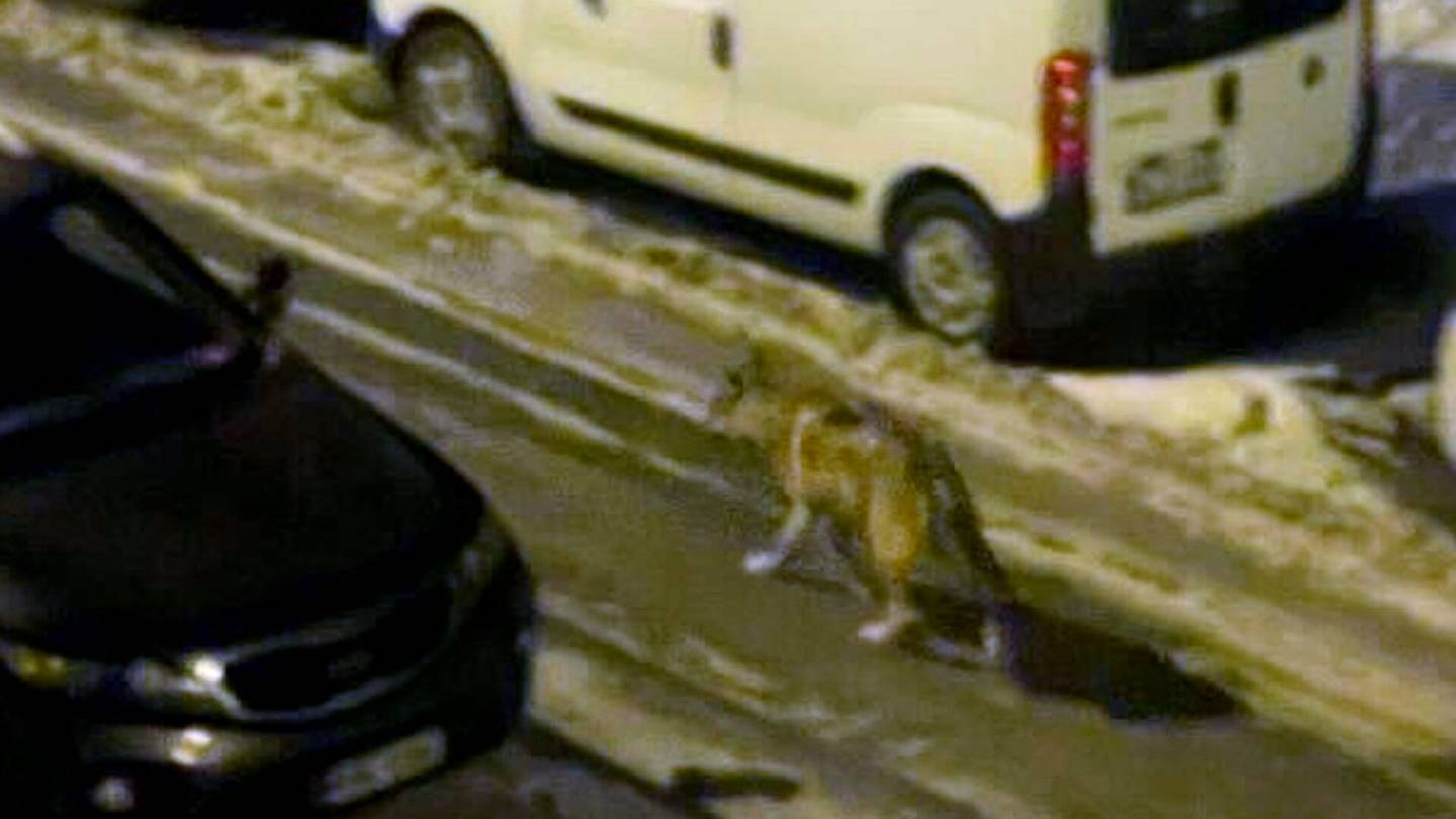 Eläimet | Katso kuva poliisietsinnän Lauttasaaressa aiheuttaneesta eläimestä – asiantuntijan mukaan kyseessä ”voisi” olla susi