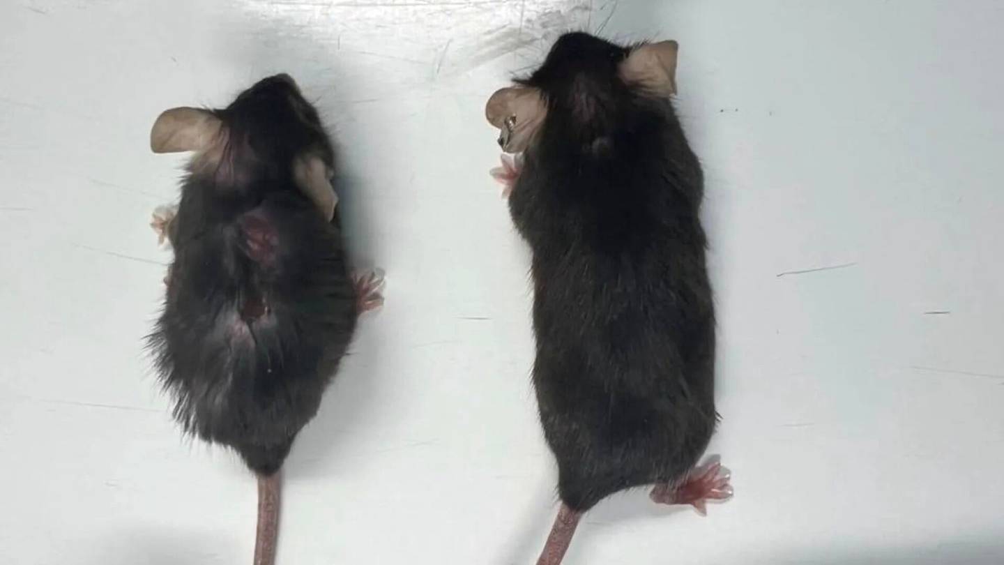 Elinikä | Proteiinin poisto teki hiiristä ”iäkkäitä super­malleja” – Nyt tutkitaan, pitenisikö ihmisenkin elin­ikä