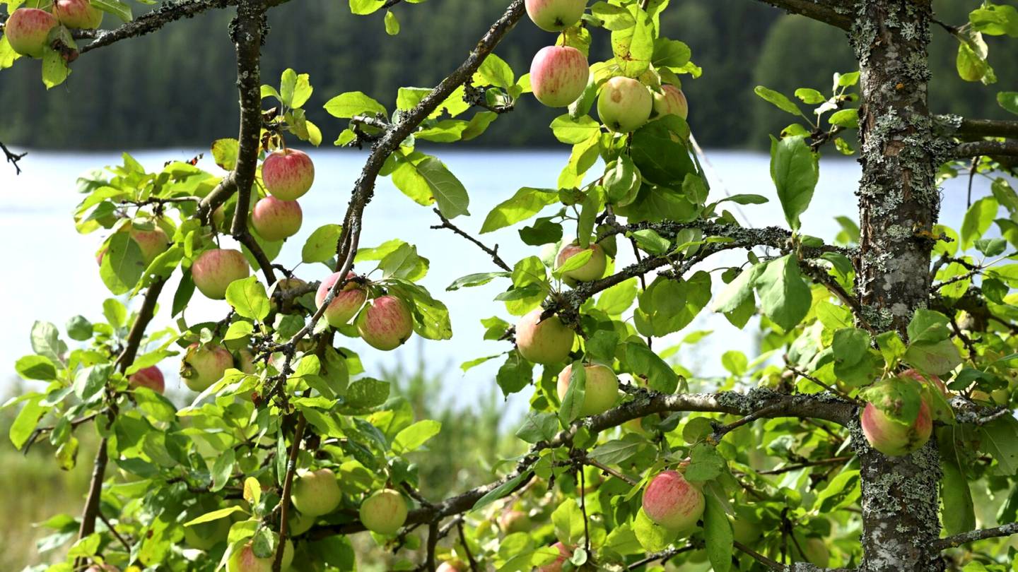 Satokausi | Omenan satokausi aikaistuu